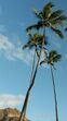 Angie Costa, viagem, Hawaii
