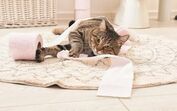 Gatos, pets and company