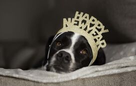 Resoluções de Ano Novo: o que é que o seu cão quer para este novo capítulo? Nós ajudamos!