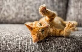 Tem um gato em casa? Então, saiba aqui as 7 coisas que os felinos mais detestam!