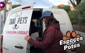 “4 patas em 4 rodas”: o lema da transportadora de patudos que vai mudar a sua vida!