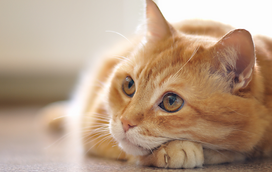 As 7 raças de gatos mais curiosas do mundo: detetives de bigodes e os mistérios domésticos