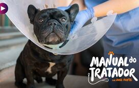 “Devo castrar o meu patudo?" Joel Ponte esclarece tudo sobre o mito da esterilização