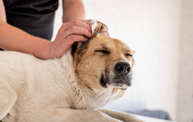 Não limpa as orelhas do seu patudo? Comece agora ou pode arrepender-se mais tarde