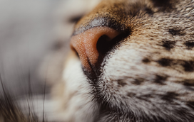 5 curiosidades fascinantes que tem mesmo que saber sobre o focinho dos gatos!