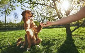 O segredo para educar o seu cão com reforço positivo, a arte de ensinar com amor