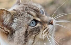 Sabe quantos bigodes tem o gato? A resposta vai deixá-lo boquiaberto!