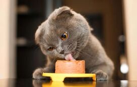 Quer vez o seu gato feliz? Descobrimos o top 7 dos sabores preferidos do seu amiguinho de quatro patas