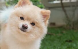 Não se deixe enganar pelo tamanho! Estas são as 8 raças mais inteligentes de cães de pequeno porte
