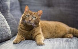 Há uma razão para a existência de gatos laranjas! Os cientistas descobriram e nós partilhamos consigo