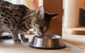 Com o frio, os gatos precisam de mais energia para se protegerem: conheça a nutrição adequada para os felinos nesta altura do ano!