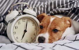 Afinal, os cães têm, ou não, noção do tempo? Conheça aqui a resposta que o vai surpreender