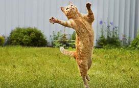 O seu pet gosta de estar no sofá? Então prepare-se para conhecer o lado radical dos animais de estimação!