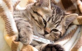 Descubra como os gatos estão a revolucionar a luta contra o cancro.