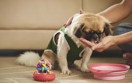 Quais são os melhores alimentos para os cães ingerirem no inverno? Nós temos a resposta!