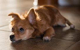 O seu cão tem medo dos trovões? Saiba como acalmar o seu patudo em dias de trovoada