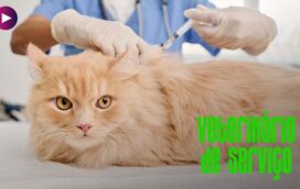 É possível evitar a Leucemia felina: Este é o cuidado essencial a ter com o seu gato para garantir que seja feliz e saudável