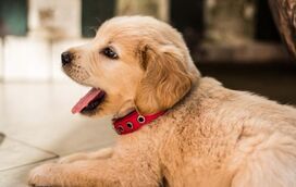 Sabe se o seu cão tem Tosse do Canil? Conheça todos os sintomas desta doença frequente nos patudos!