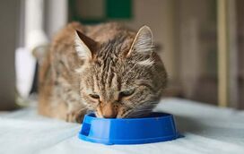 Se o seu gato ainda come num comedouro de plástico, está na altura de parar! Nós explicamos a razão