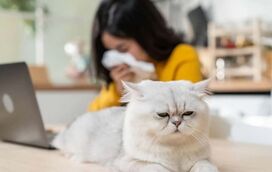 Tem alergia a gatos? Saiba que o problema não está no pelo, mas sim noutro elemento do felino!
