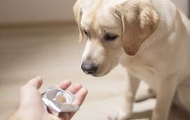 Afinal, como é que o frio afeta as articulações do seu cão?