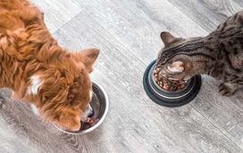 Podemos dar comida crua aos patudos? E os doces são proibidos? Desvendamos aqui os mitos da alimentação dos nossos amigos de quatro patas
