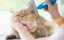 Sabe como escovar o pelo do seu gato? Nós ajudamos!