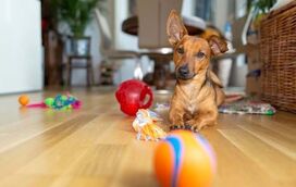 O seu cão fica muito tempo sozinho em casa? Estes são os brinquedos ideais para entreter o seu fiel amigo e mantê-lo feliz