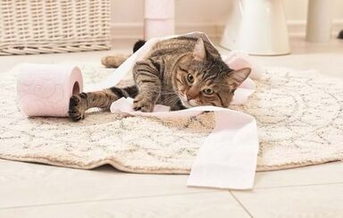 Gatos, pets and company