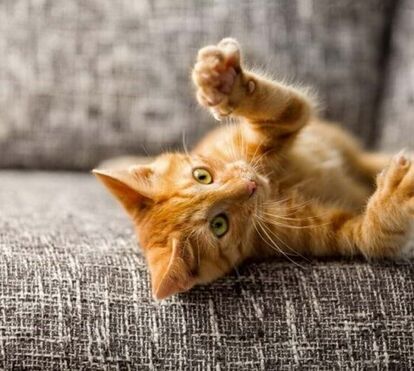 Pequenas, macias e (quase) indestrutíveis: conheça 5 curiosidades sobre as 'almofadinhas' de cães e gatos e a sua importância