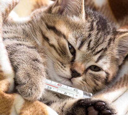 Descubra como os gatos estão a revolucionar a luta contra o cancro.