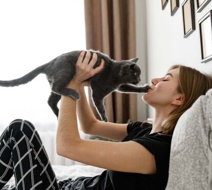 Tem um gato em casa e anda sempre com o coração nas mãos? Saiba como proteger as janelas e varandas e evitar acidentes indesejados