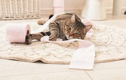 Gatos, pets and company