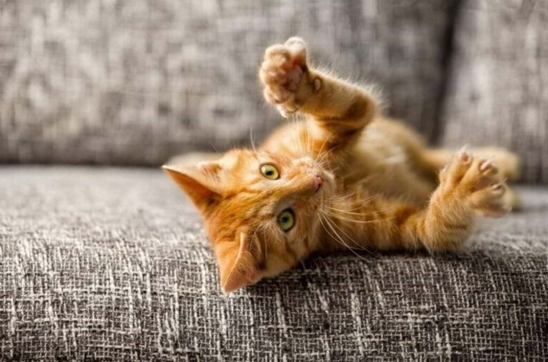 Gatos, pets and company
