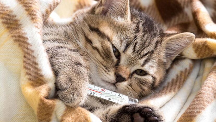 Gatos, animais, pets and company