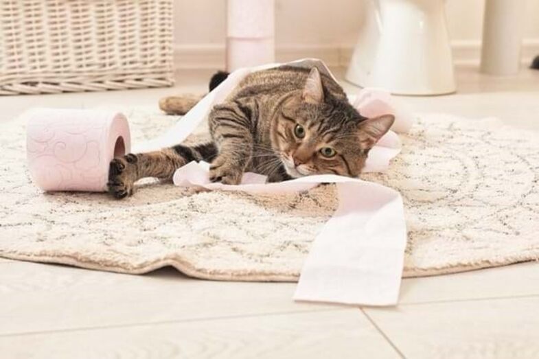 Gatos, pets and company