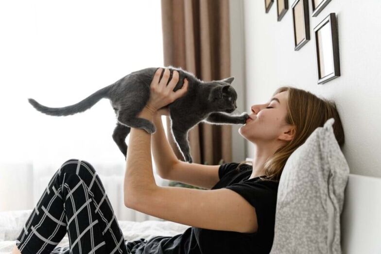 Gatos, pets and company