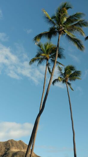 Angie Costa, viagem, Hawaii