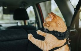 Quem disse que os gatos não gostam de viajar? Deixamos 7 dicas que vão tornar a viagem tranquila, sem birras nem dramas