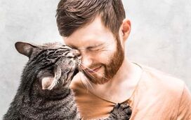 Bem me quer, mal me quer! Conheça os 4 sinais que provam que o seu gato gosta verdadeiramente de si