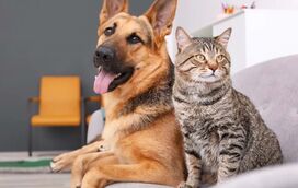 Otites em cães e gatos são um problema mais comum do que pensa: saiba como tratar e os cuidados a ter para prevenir a doença!