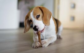 Devemos mimar o nosso animal com snacks? Sim, mas com conta, peso e medida