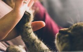 Será que os gatos conseguem mesmo prever o futuro? Descubra a extraordinária hipersensibilidade destes nossos amigos peludos