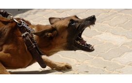 Raiva em animais: o que todos os donos responsáveis precisam de saber