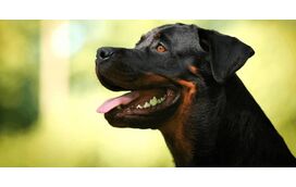 O melhor cão de guarda? 8 raças para quem quer segurança… e lealdade inabalável