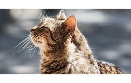 Como manter um gato de mais idade ativo? 5 brincadeiras para o deixar feliz e em forma