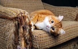 Gatos e arranhões: um instinto irresistível! Saiba como salvar os seus móveis