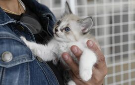 Se tem um gato, este é o kit essencial para ser um dono cinco estrelas!