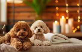 O dia está cinzento? Não é desculpa para um dia chato. Damos-lhe ideias para criar um spa caseiro e mimar o patudo!