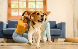 Não há dúvidas: esta é a brincadeira mais adorada pela maior parte dos cães!